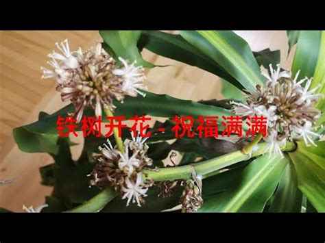 鐵樹開花幾年|鐵樹開花：世紀奇觀